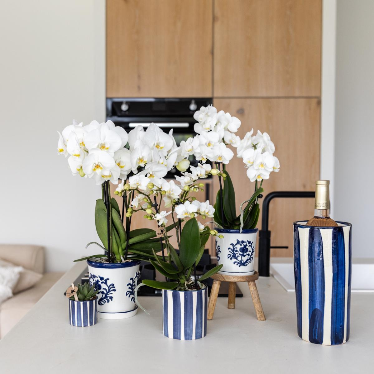 Kolibri Orchids | Set aus weißer Phalaenopsis Orchidee Amabilis und Sukkulente Crassula Hobbit im blauen Painted Stripe Topf - Topfgröße Ø9cm + Ø6cm | Blühende Zimmerpflanze - Frisch vom Züchter