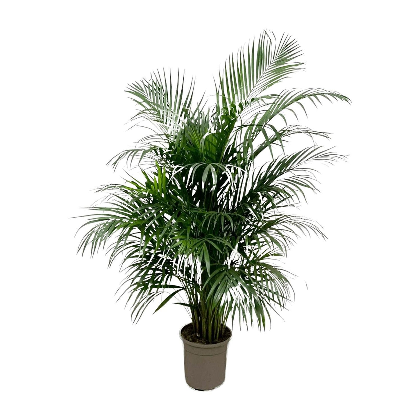 Dypsis Lutescens (Areca palm) 160 cm - ø24