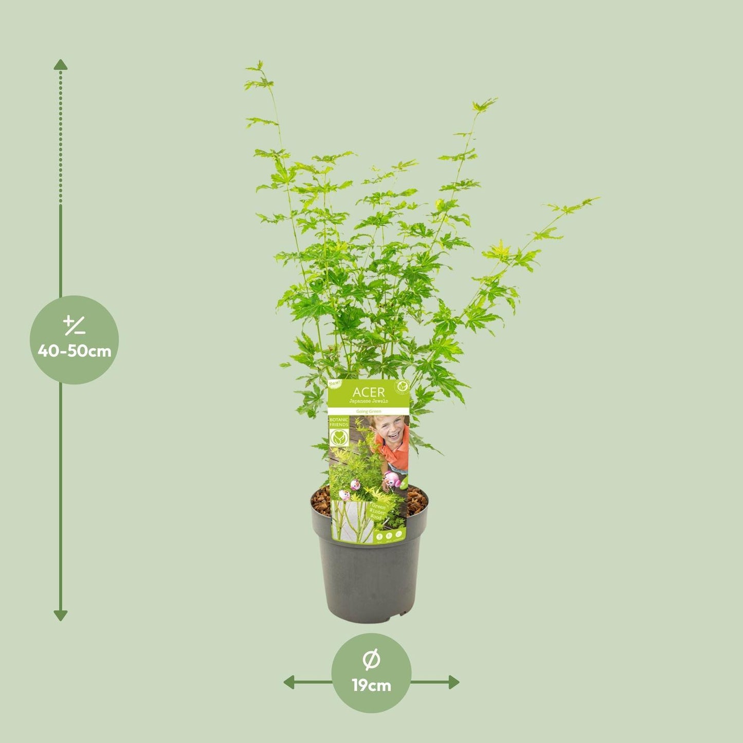 Acer Palmatum 'Going Green' - Ø19 - ↨40cm