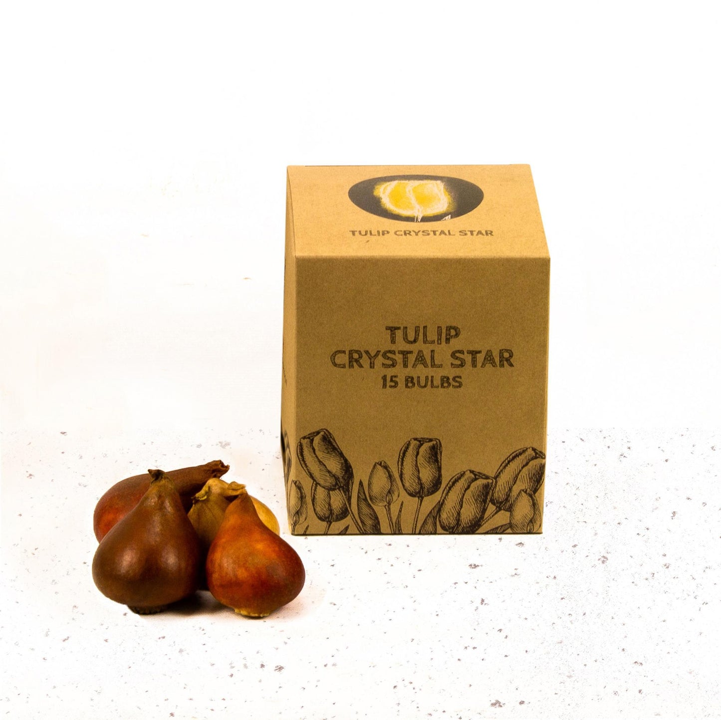 Flowerbulbs Amsterdam Crystal Star - 15 Premium Blumenzwiebeln, Größe 12+