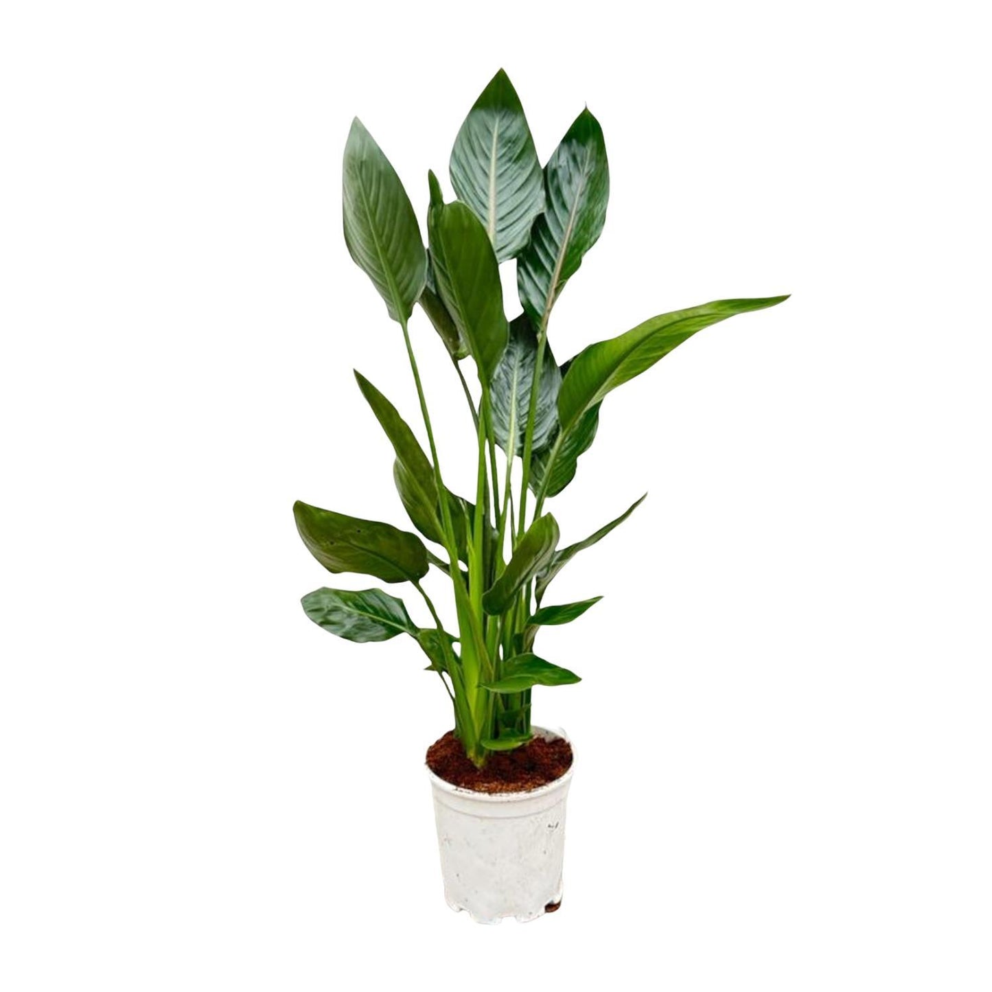 Strelitzia Reginae - 100 cm - Ø19