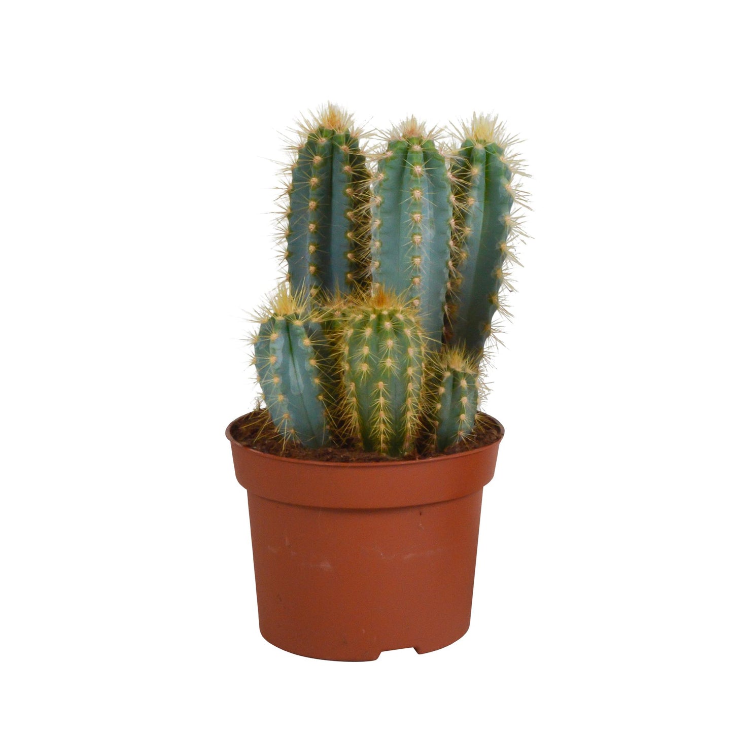 Pilosocereus azureus - 12cm