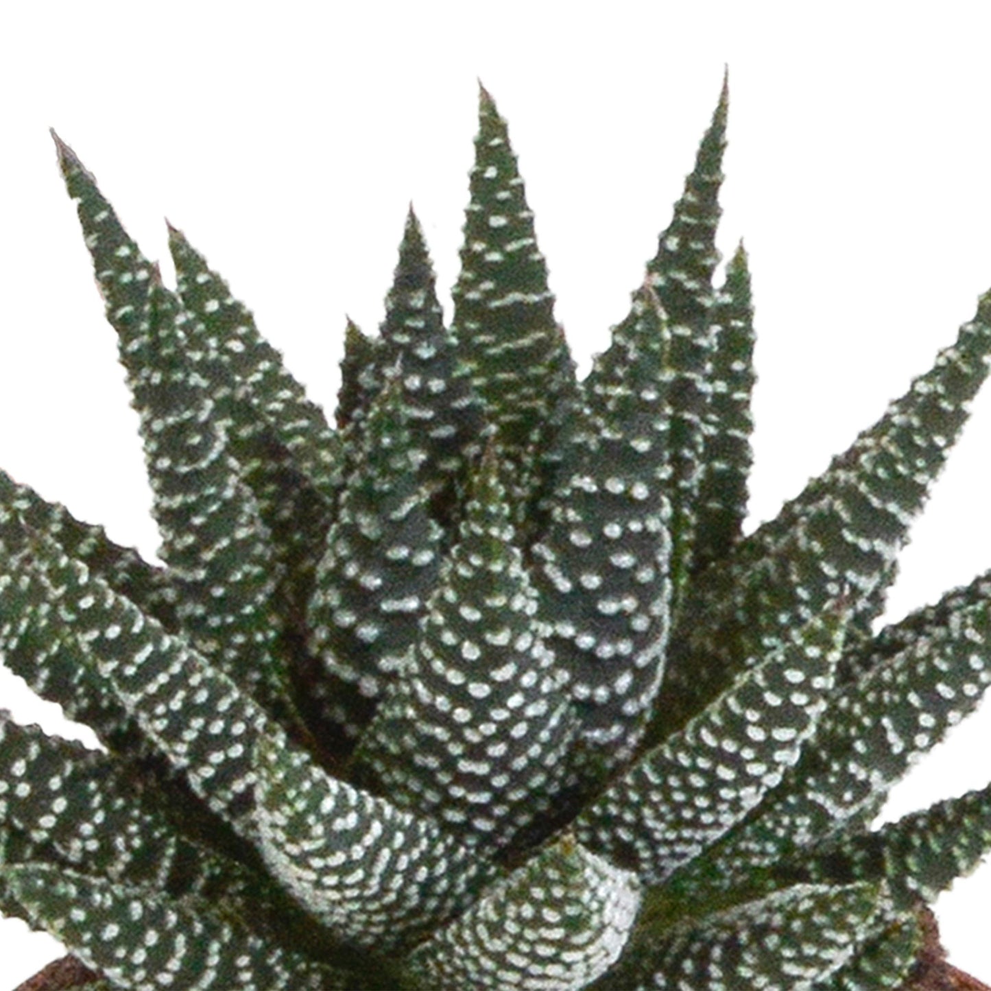 Gasteria/Haworthia Mix Set mit 3 Sukkulenten im 8,5cm Topf, ohne Übertopf