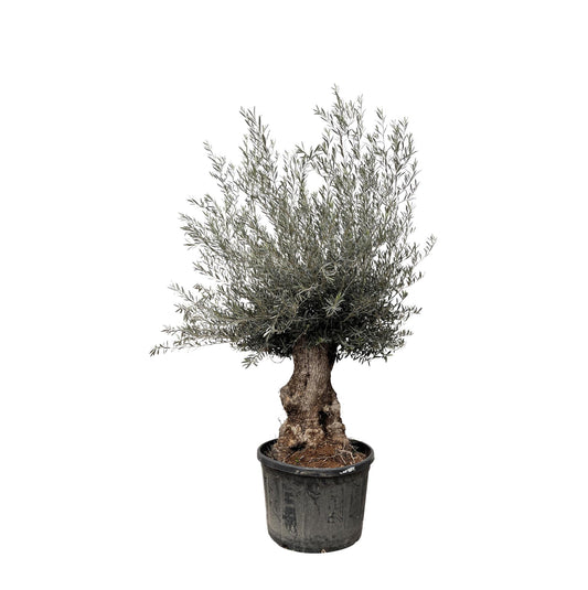 Olea Europaea Bonsai – Prächtiger Olivenbaum im Bonsai-Stil