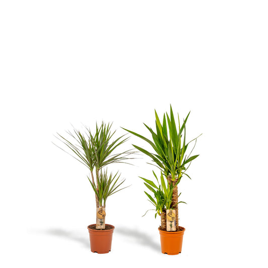 Dracaena ↨70cm - Ø17cm + Yucca ↨90cm - Ø17cm