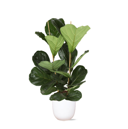 Ficus Lyrata - Ø24cm - ↕120cm in Boule WIT pot