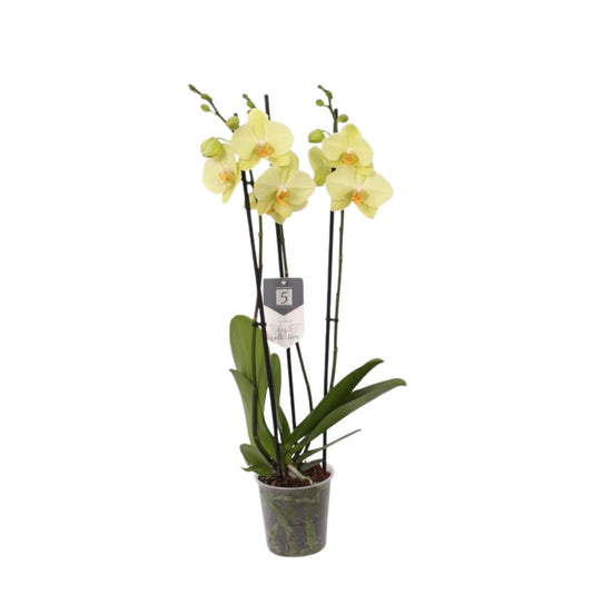 Phalaenopsis Volterra - 3 Äste - 60 cm - Ø12cm