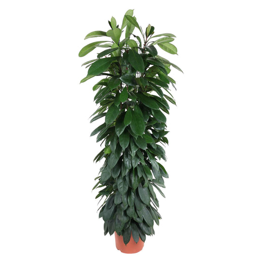 Ficus Cyatistipula Säule - 150 cm - ø29cm