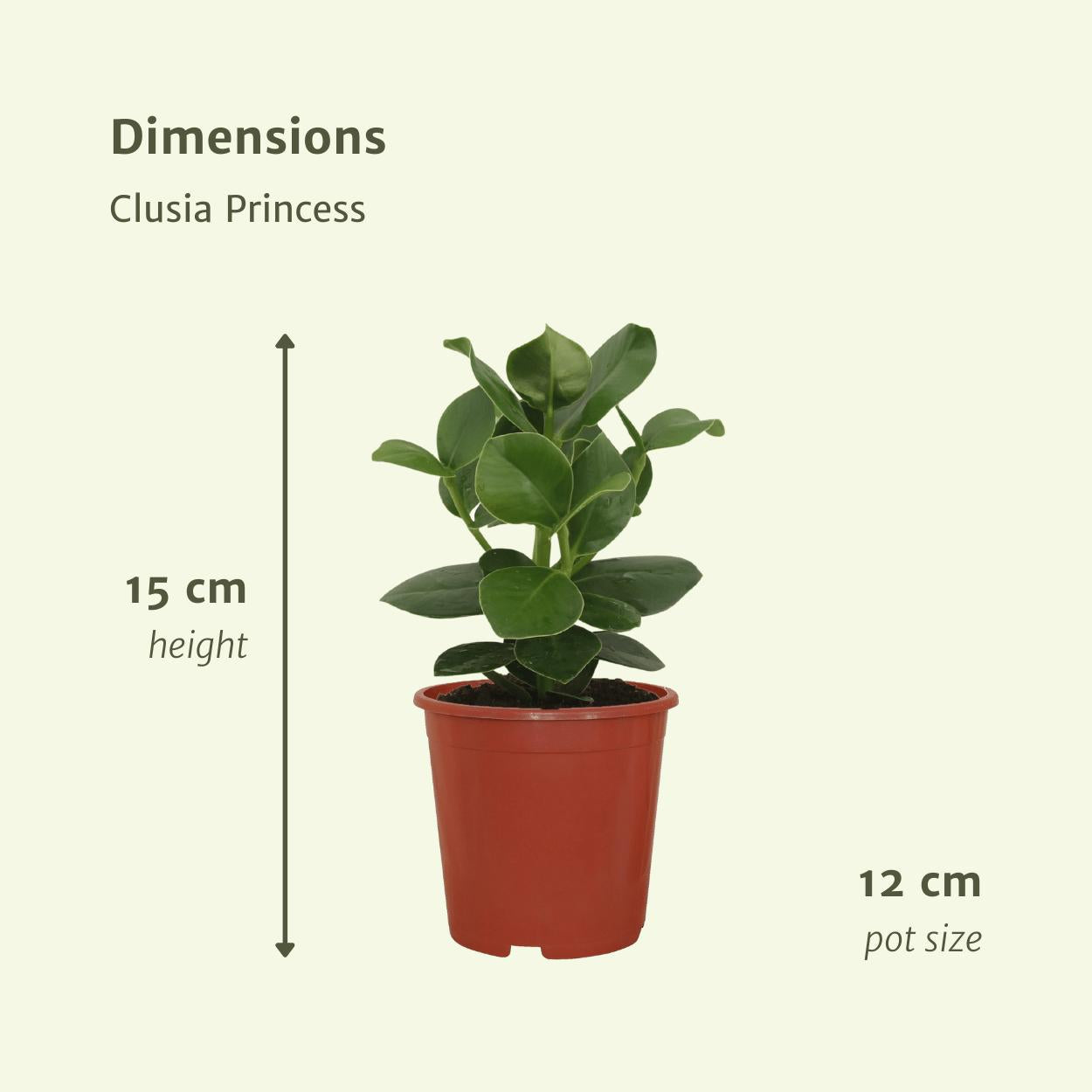 Clusia Princess (Signaturbaum) - 2 Stücke - Ø12cm - ↕15cm