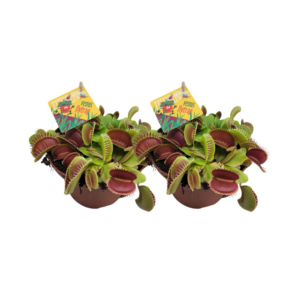 Dionaea Muscipula - 2 Stücke - Ø12cm - ↕12cm