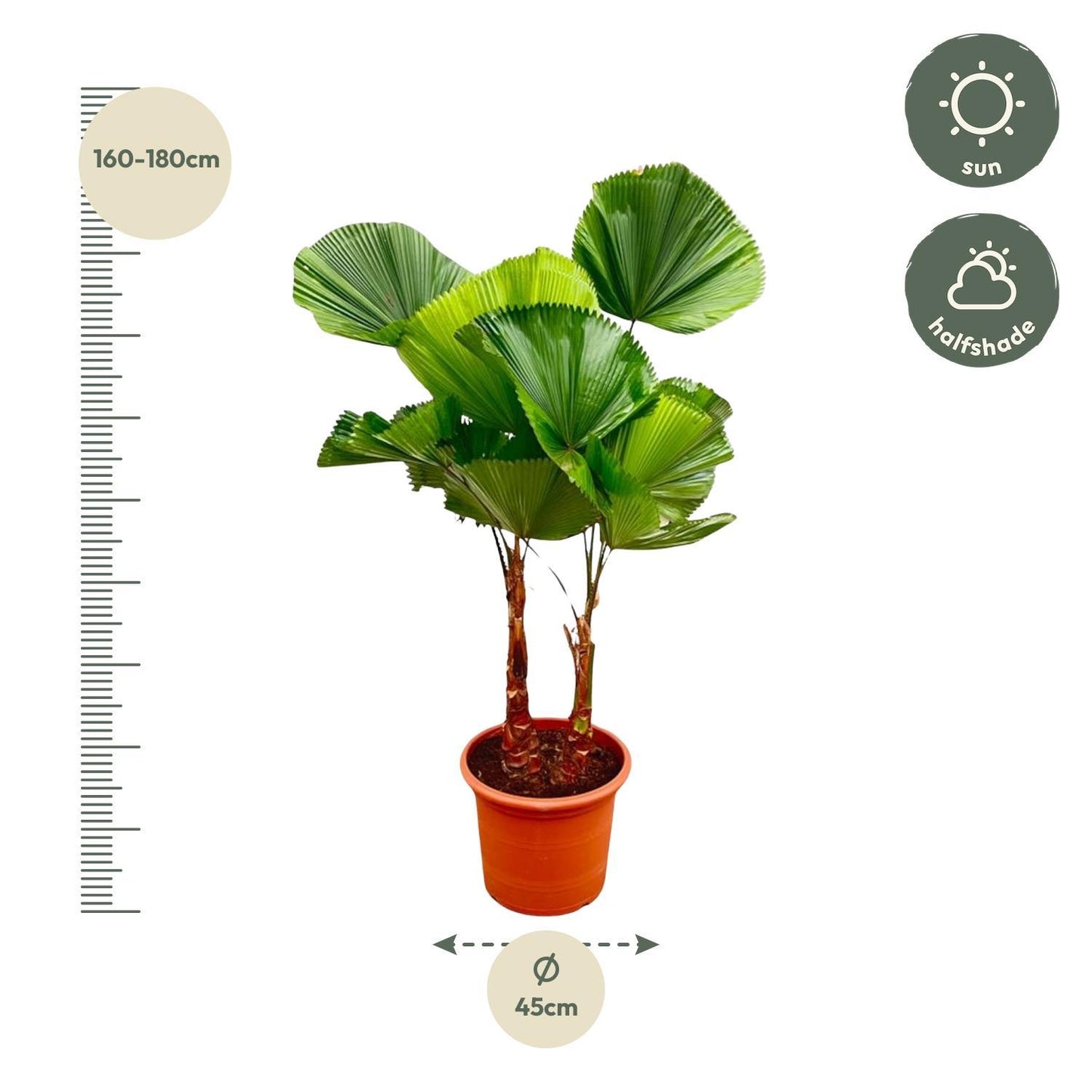 Licuala Grandis mit doppeltem Stamm - 170 cm - ø45 cm