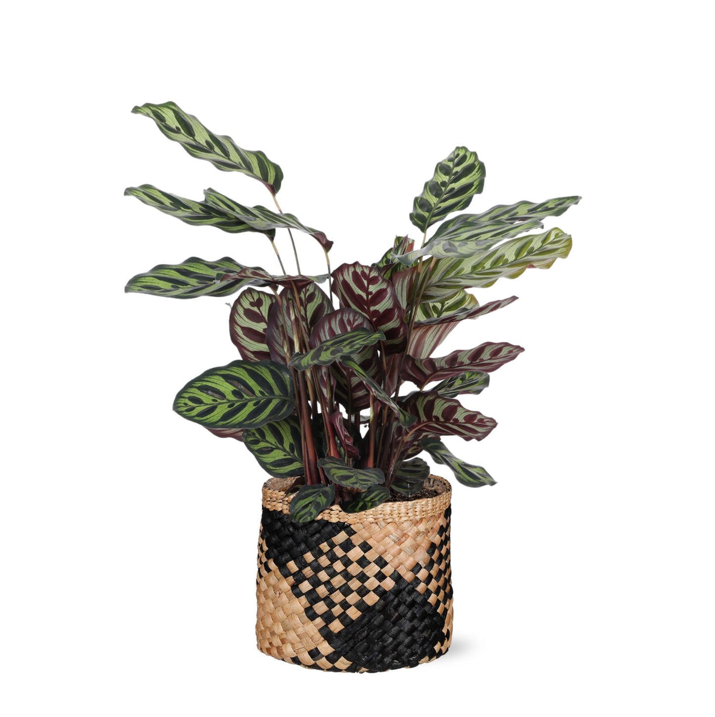 Calathea Korbmarante XL | Tropische Eleganz im schwarz bedruckten Korb | Ø21cm Topf, ↕70cm Höhe