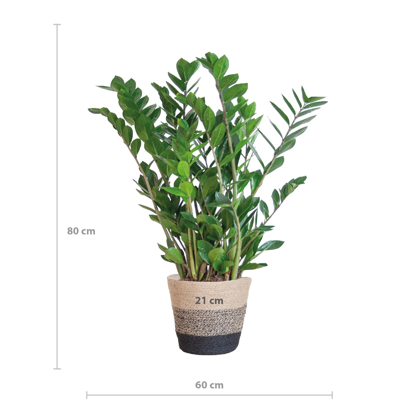 Zamioculcas Zamiifolia mit Pflanzkorb Lissabon Schwarz - 80cm - Ø21