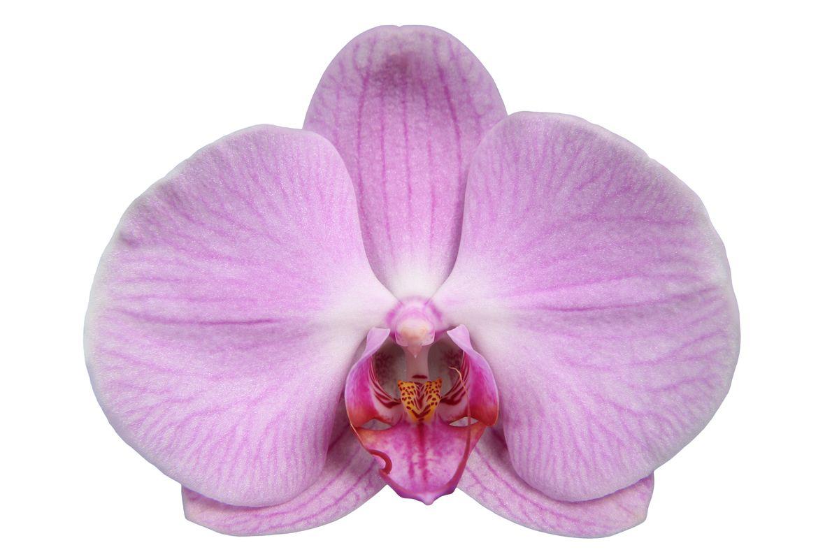 Phalaenopsis Elion - 3 Äste - 60 cm - Ø12cm