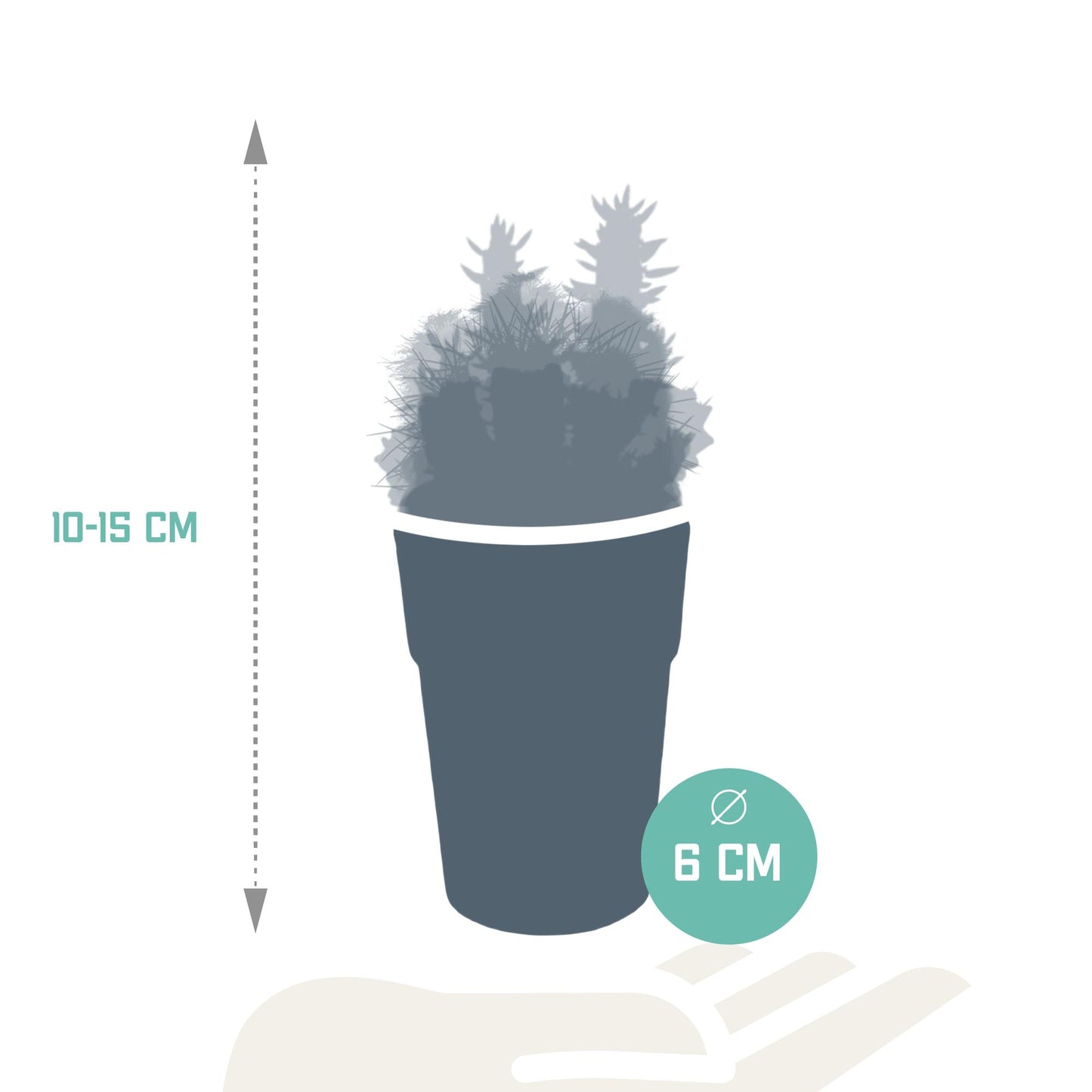 Kakteenmischung - 5,5 cm - 5x - in Farbiges Plastikglas