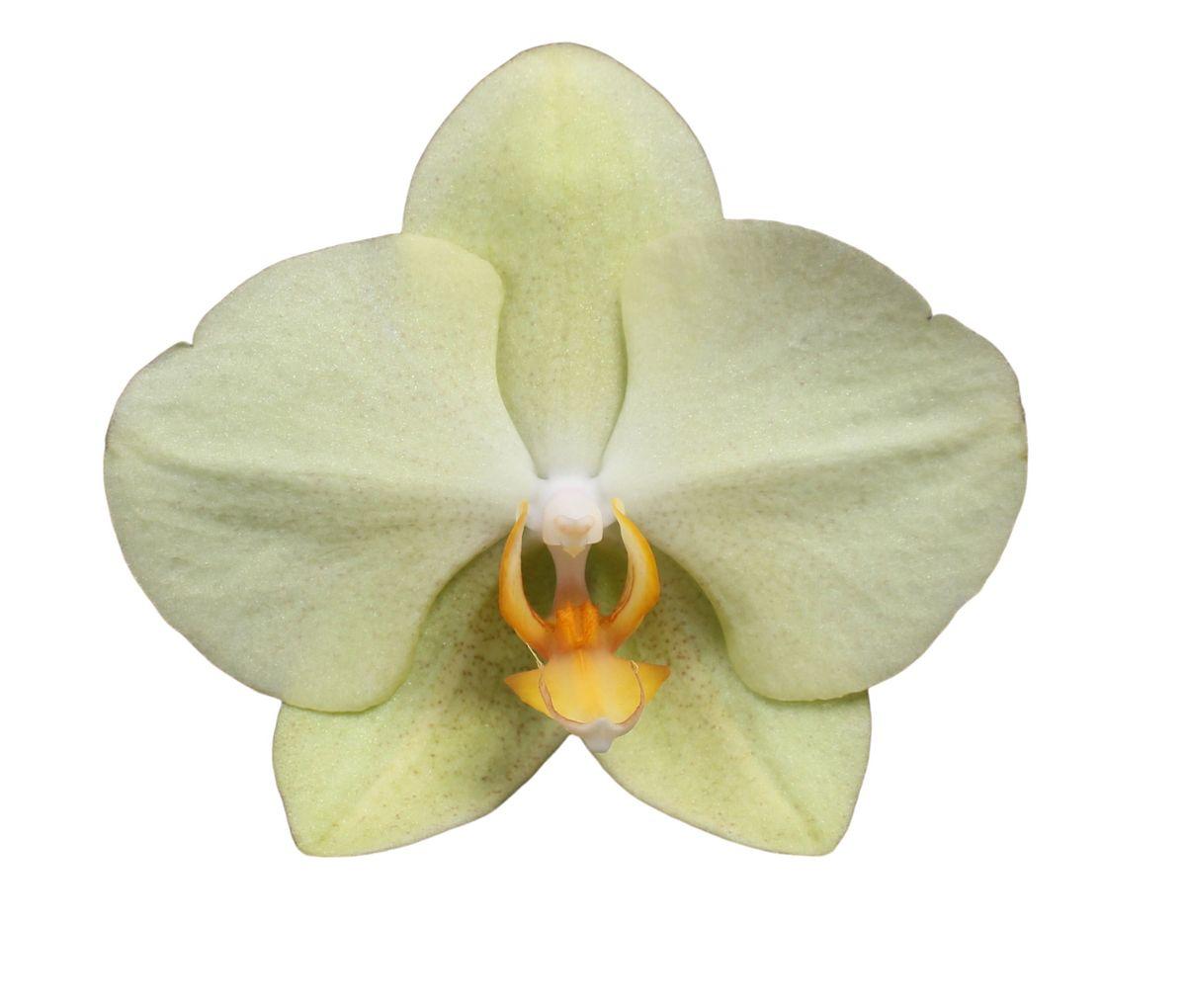 Phalaenopsis Volterra - 3 Äste - 60 cm - Ø12cm