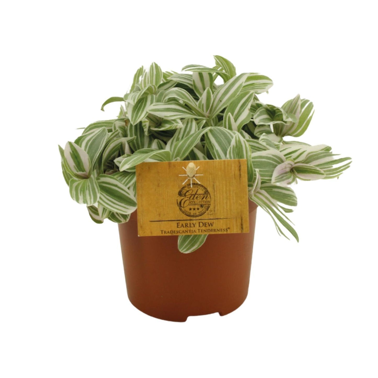 Tradescantia Tenderness - Ø10,5 cm - ↕10,5 cm