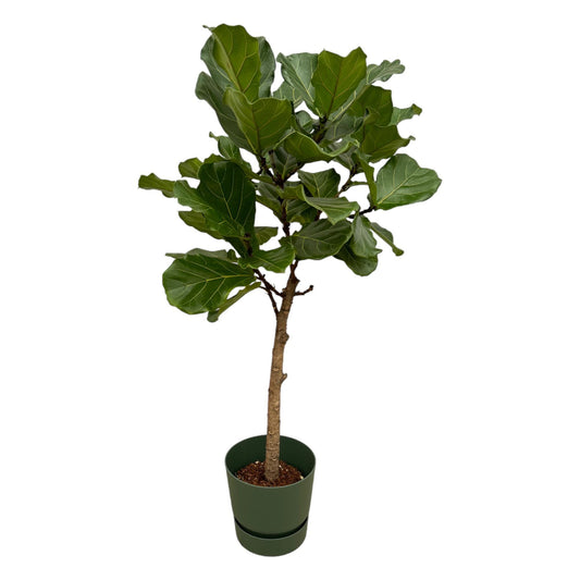 Ficus Lyrata stam inclusief elho Greenville Round groen - 160 cm - Ø30