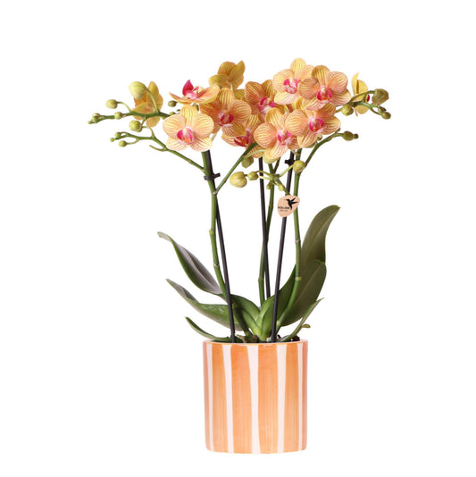 Kolibri Orchids | Orange Phalaenopsis Orchidee - Bolzano + Painted Stripe Topf Orange - Topfgröße Ø9cm | Blühende Zimmerpflanze - Frisch vom Züchter