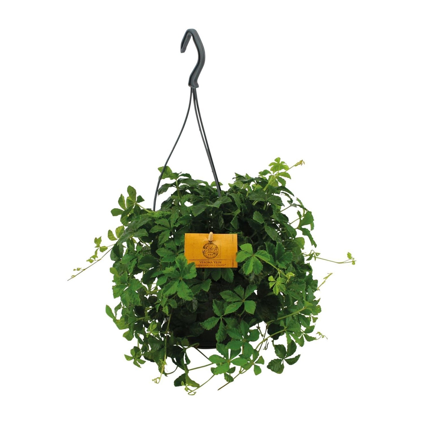 Parthenocissus Striatha Hang – Dekorative Hängepflanze mit elegantem Blattwerk (Ø 15 cm, Höhe 15 cm)