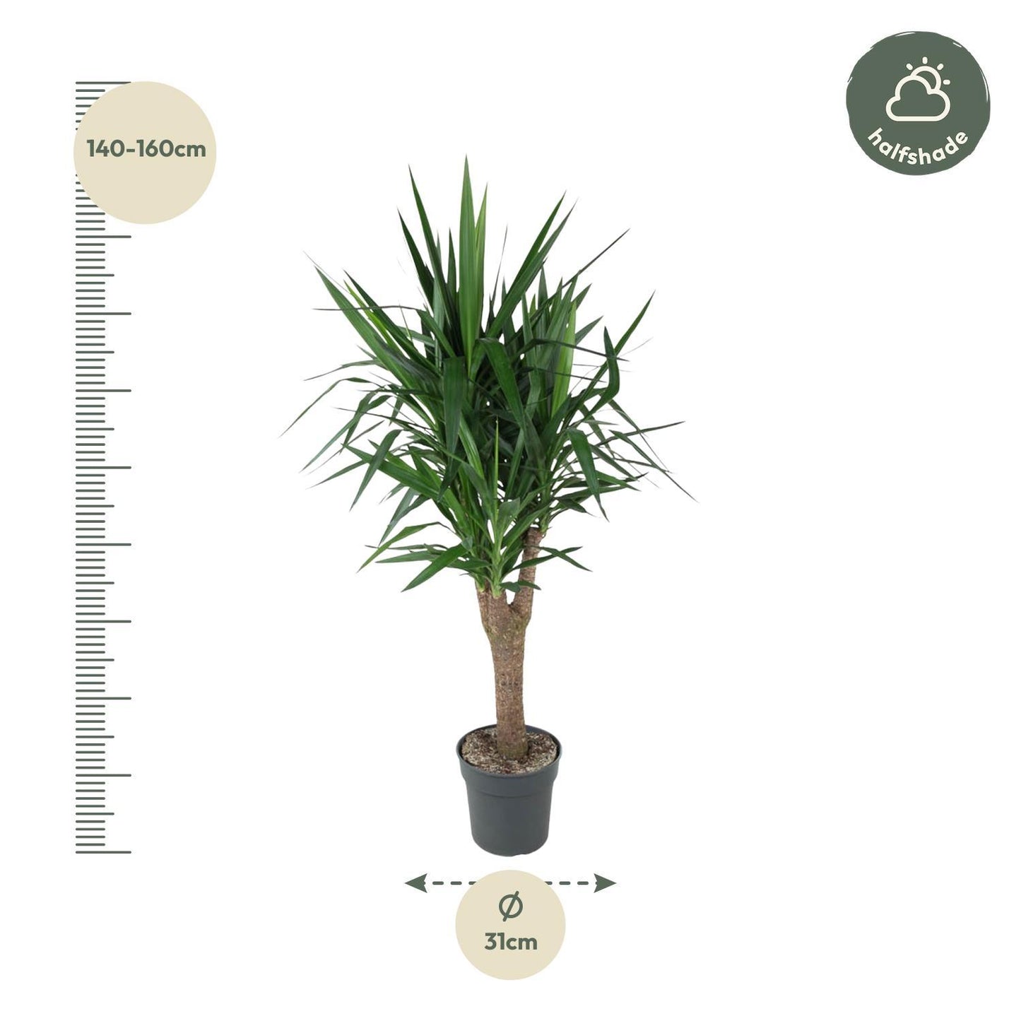 Yucca Elephantipe - 150 cm - ø31 cm