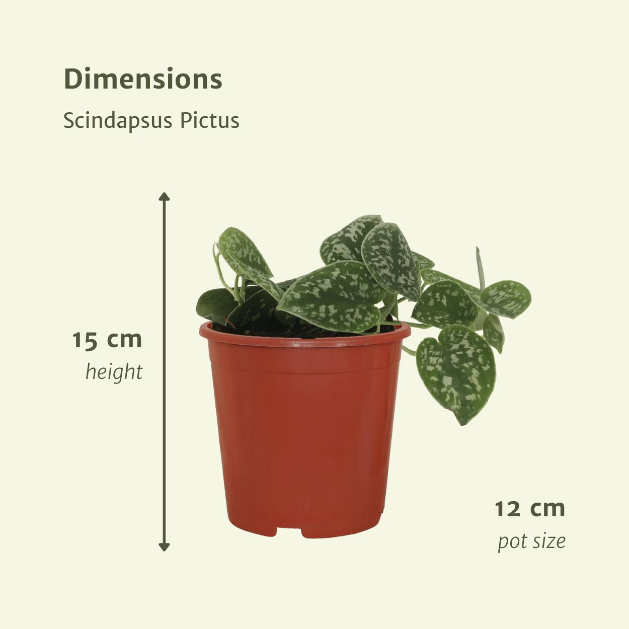 Scindapsus Pictus Quartett | 4er-Set Silberne Efeutute | Pflegeleichte Mini-Kletterpflanze | 5cm Höhe, ø12cm Topf