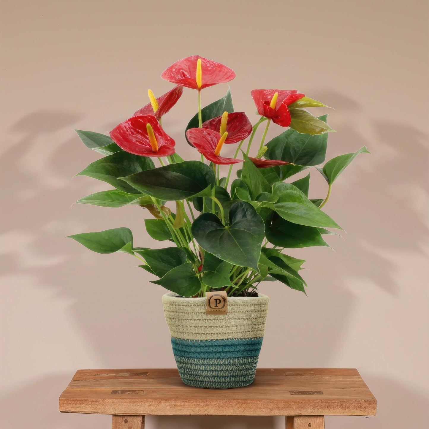 Anthurium Andreanum Diamant Rot inkl. PURE Korb - 45cm - Ø12