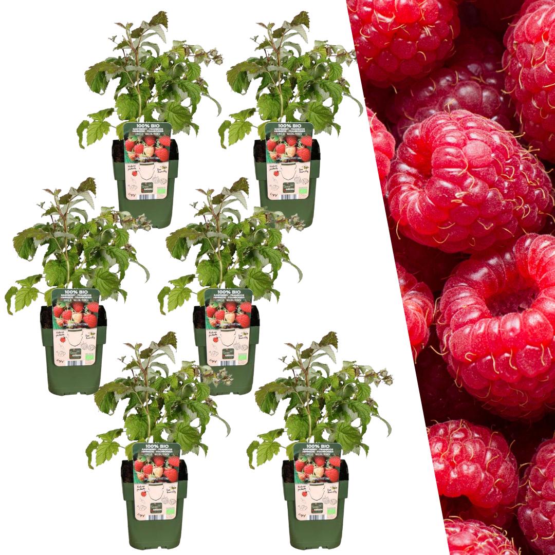 6 x Himbeerenpflanzen BIO - Ø 13 cm - ↨ 20 cm