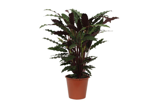 Calathea Wavestar - 80 cm - Ø19cm  Exklusive Zimmerpflanze mit Wellenförmigem Blattwerk