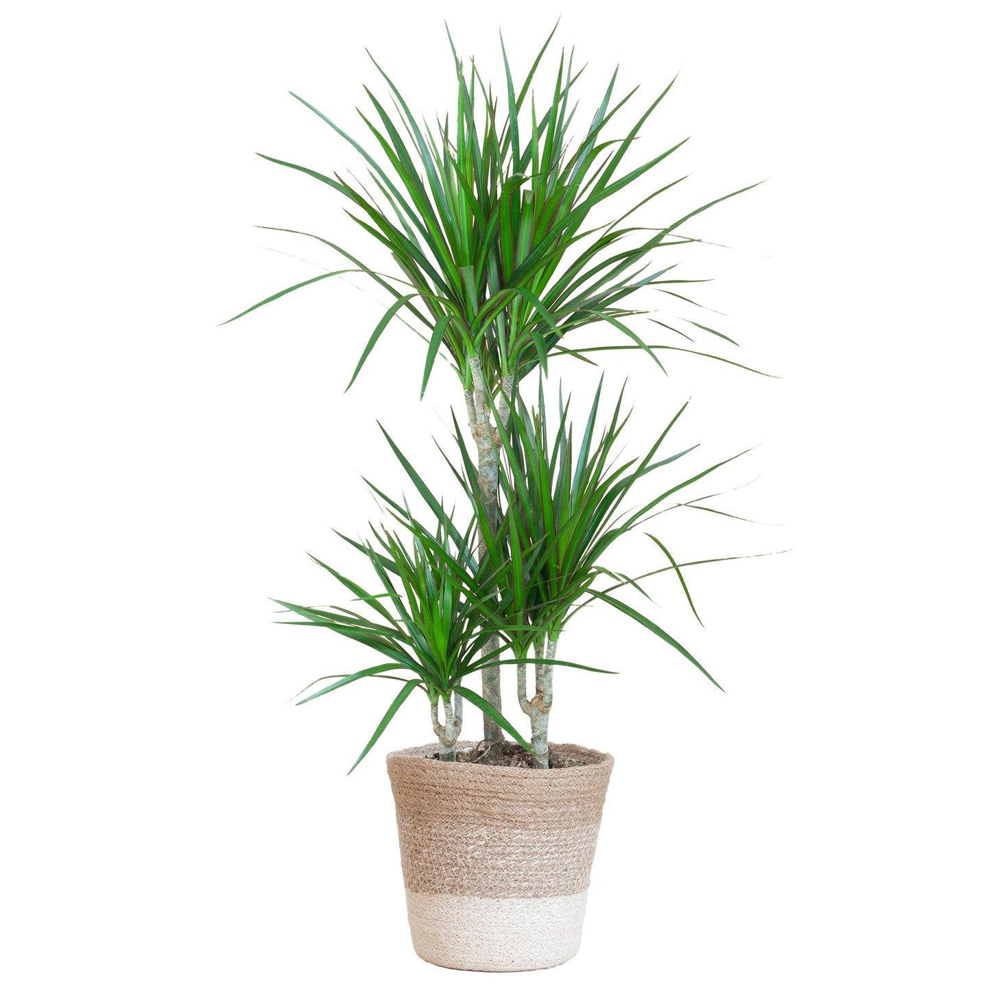 Dracaena Marginata mit weißem Lisabon-Korb - 95 cm - Ø21