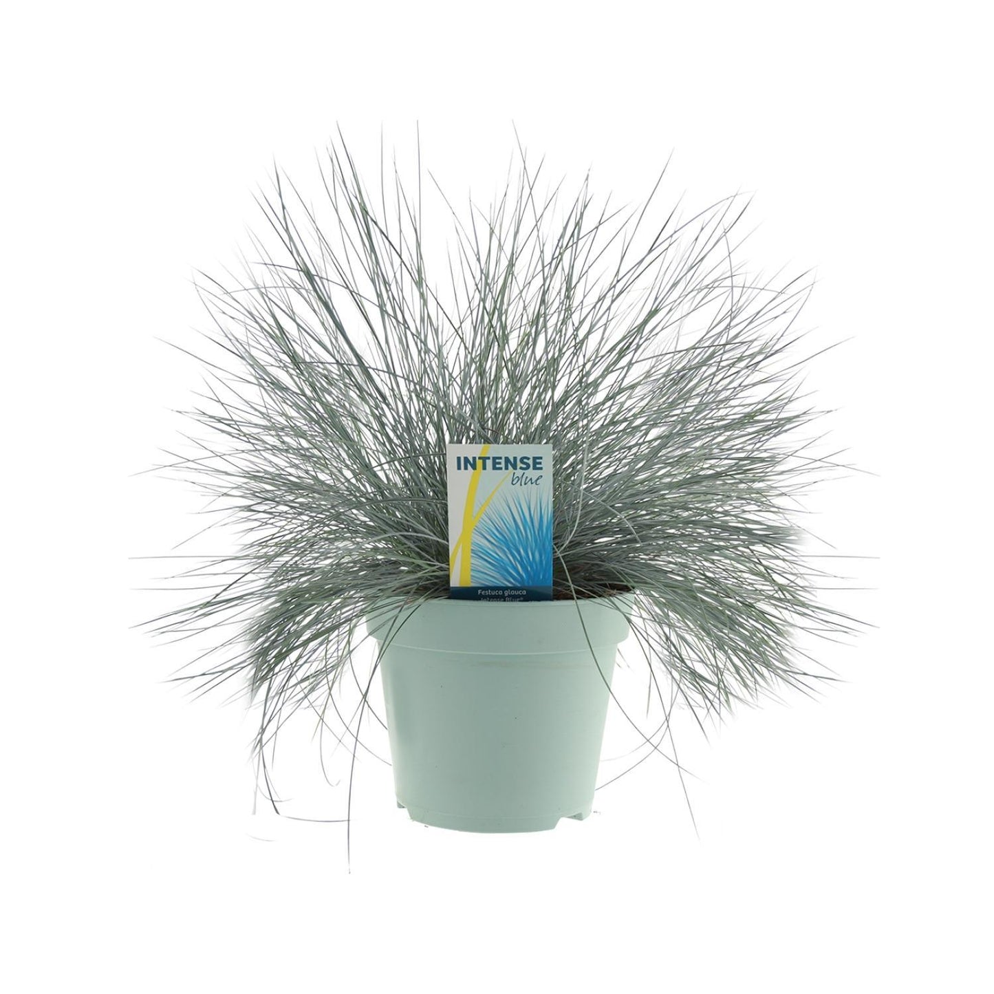 Festuca Glauca Intense Blue - Ø17cm - ↕35cm