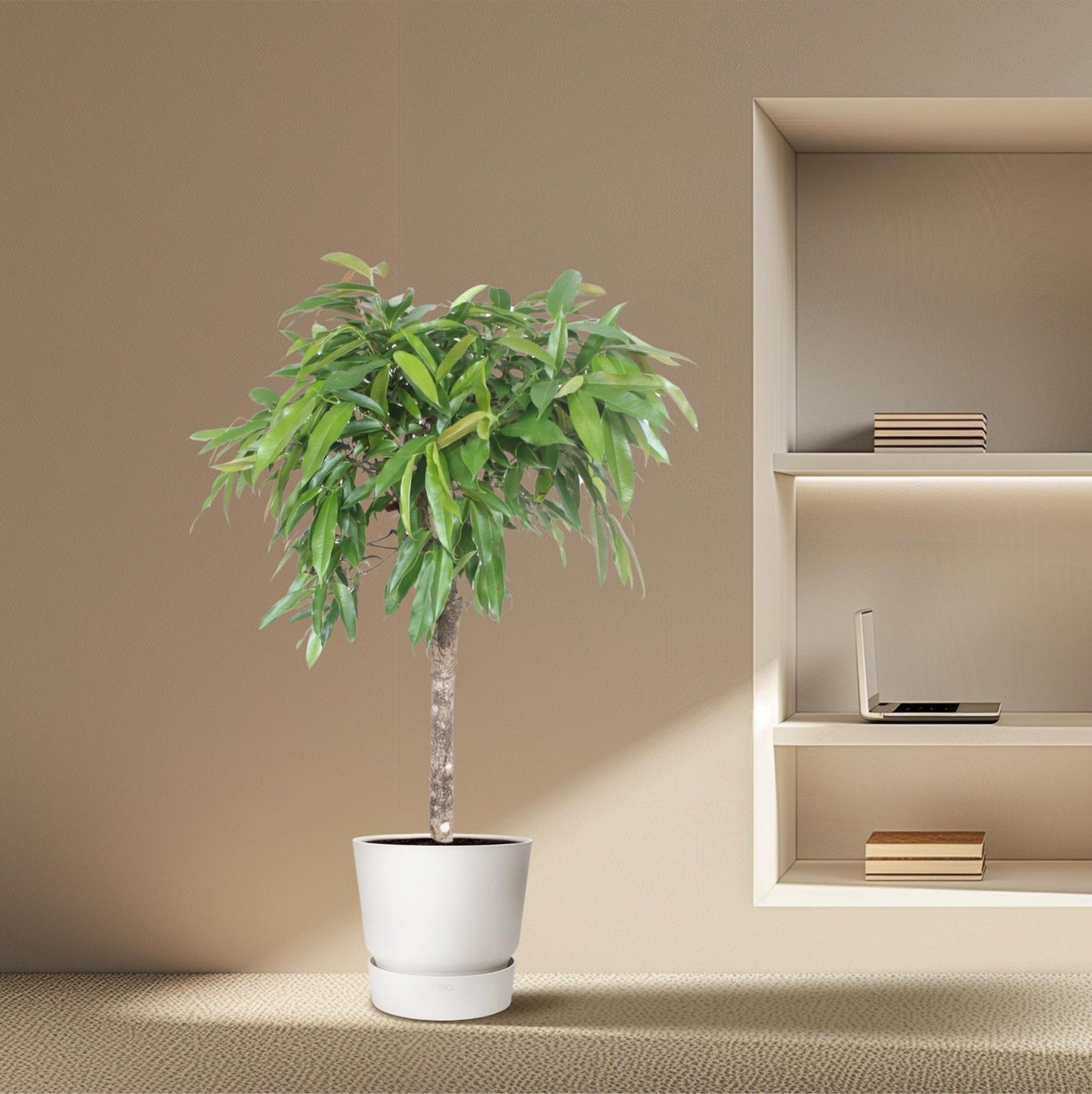 Ficus Amstel King - 140 cm - ø30