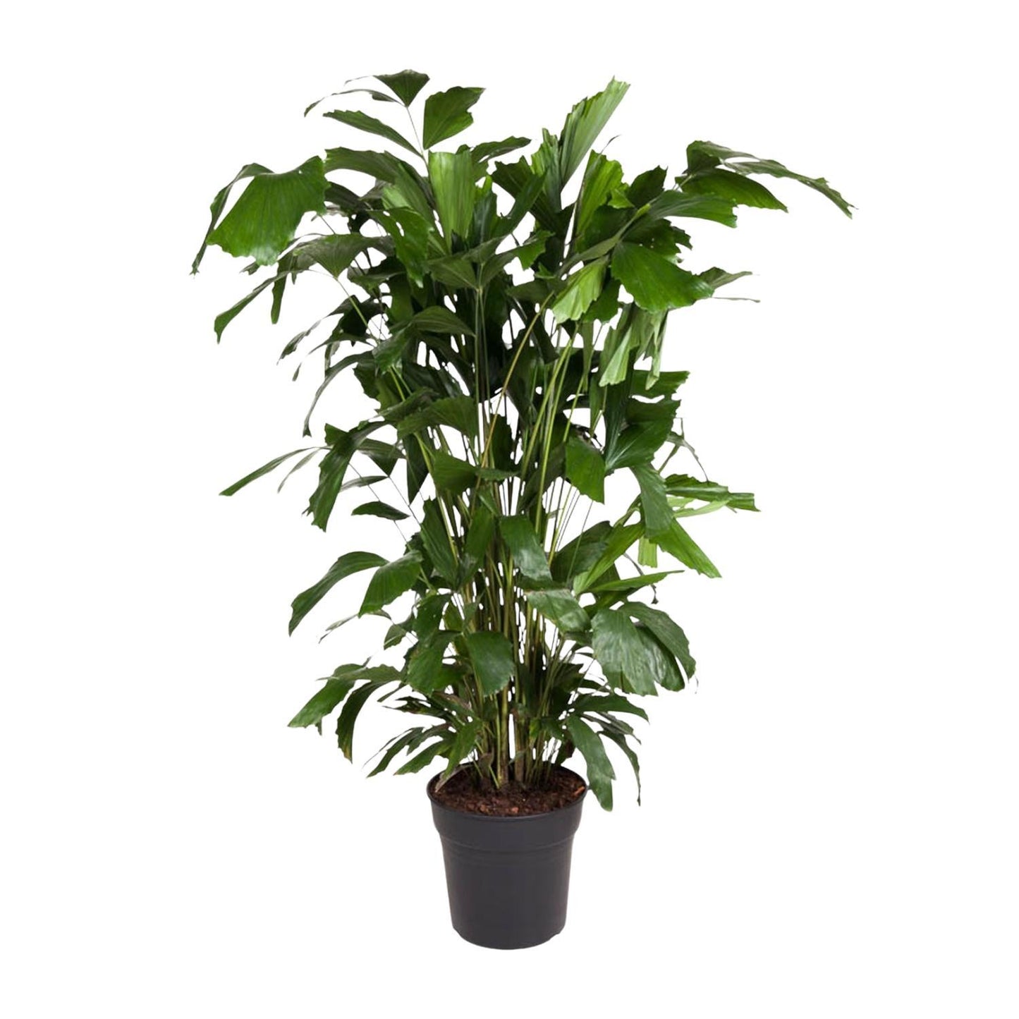 Caryota Mitis - 140 cm - ø27 | Prächtige Tropenpalme für Luxuriöses Ambiente