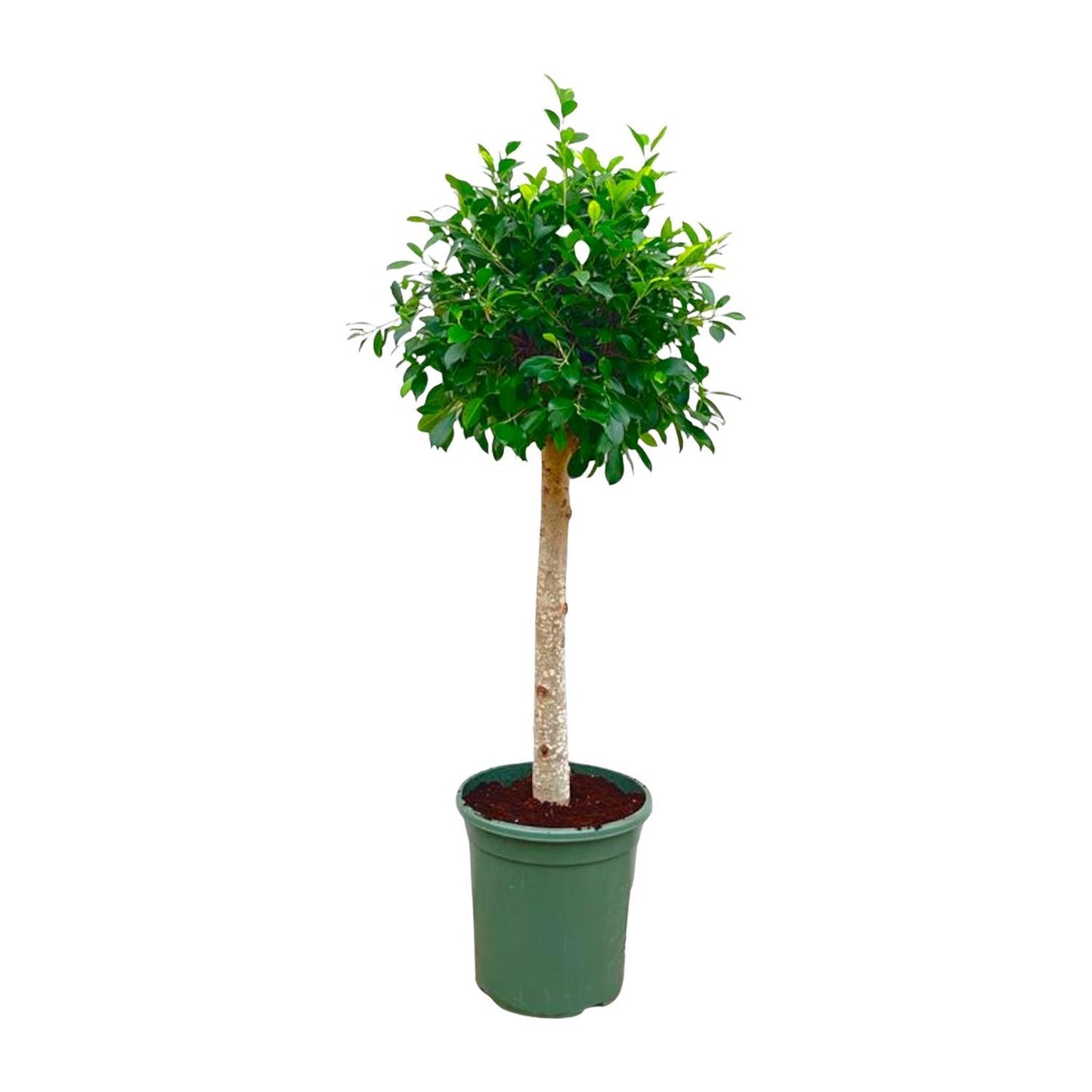 Ficus Nitida op stam - 130 cm - ø30