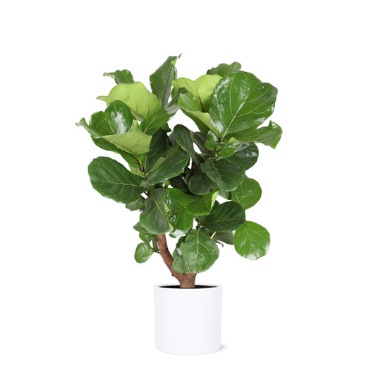 Ficus Lyrata (vertakt) Ø24cm ↕110cm in Era WIT pot