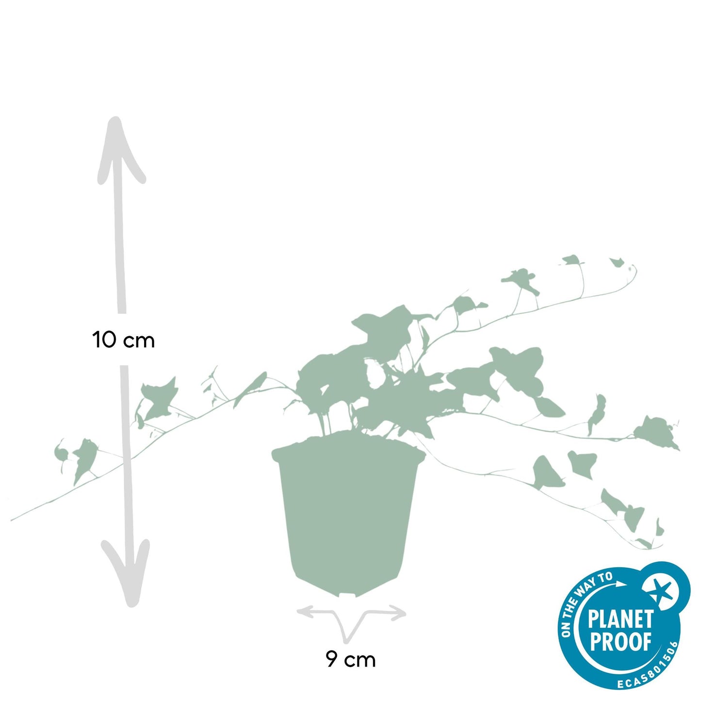 Hedera hel. 'Glacier' - ↕25cm - Ø9cm - 6x - 20x