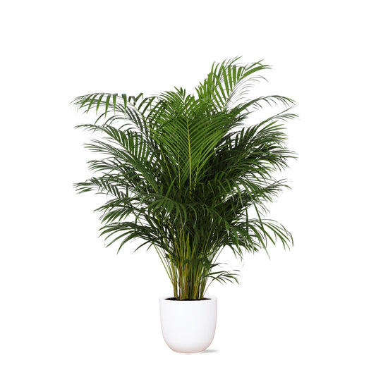 Dypsis Lutescens (Areca-Palme) Ø27cm ↕160cm im Topf Boule WEISS