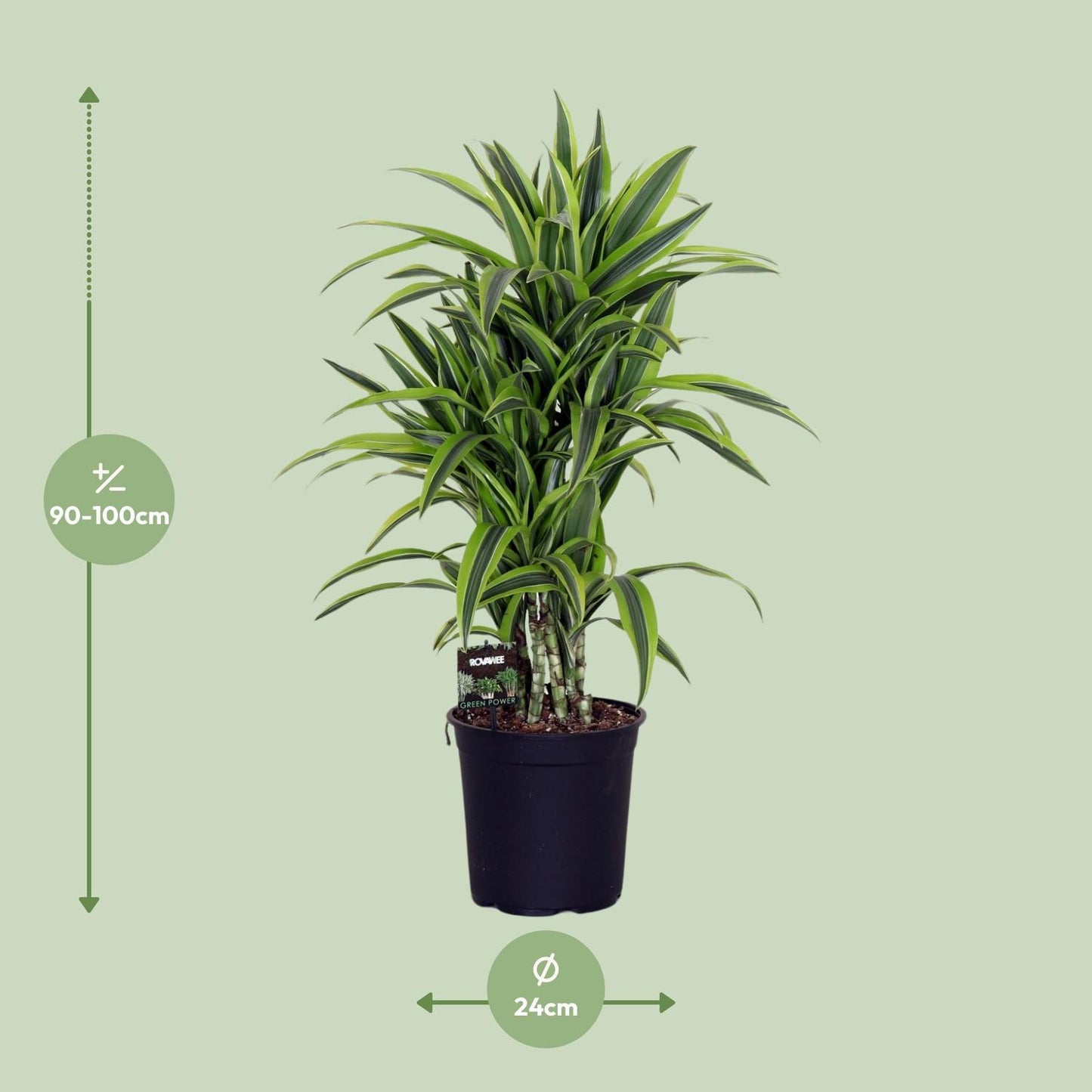 Dracaena Fragr. Lemon Lime - Ø24cm - ↕100cm