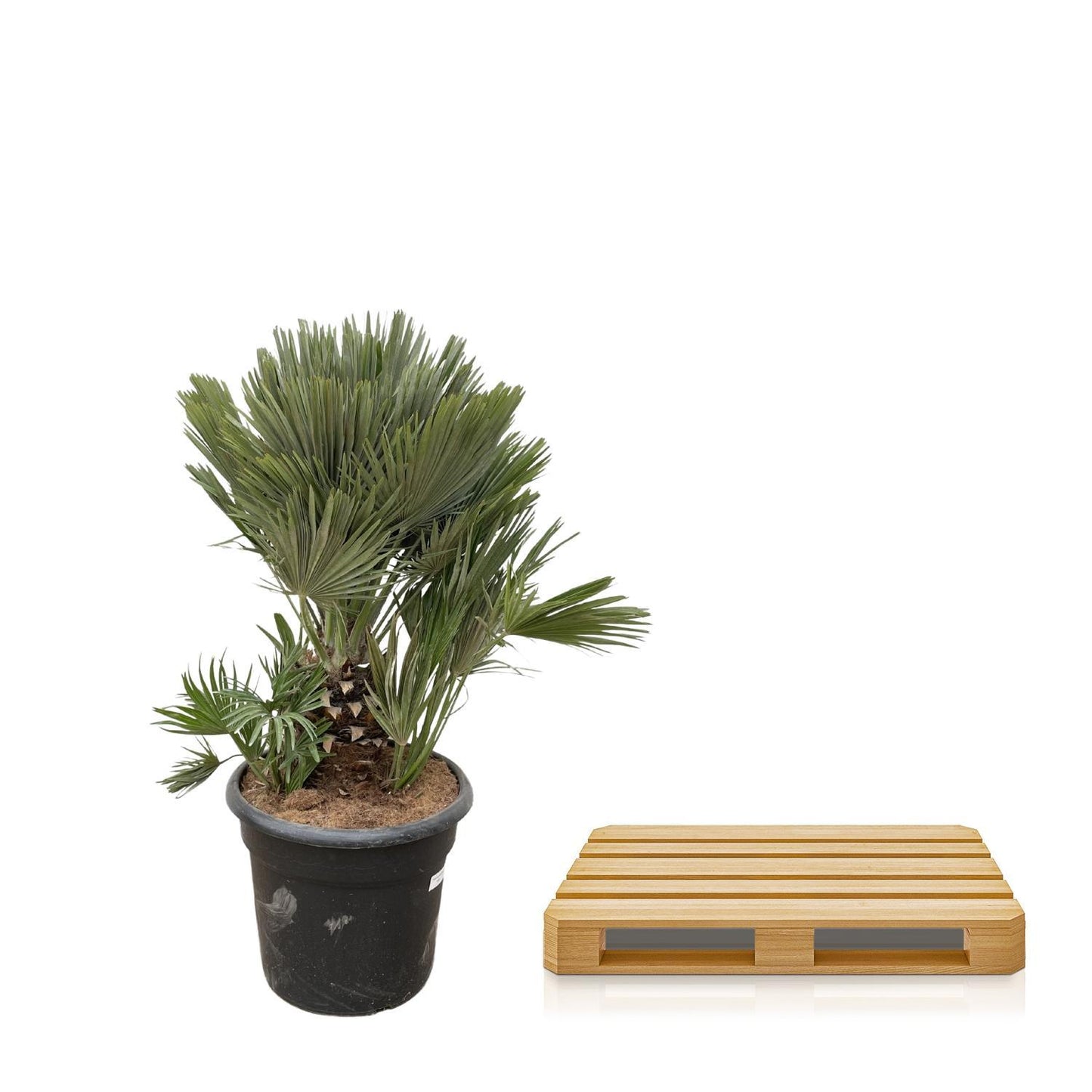 Chamaerops Humilis compact - 100cm - ø45