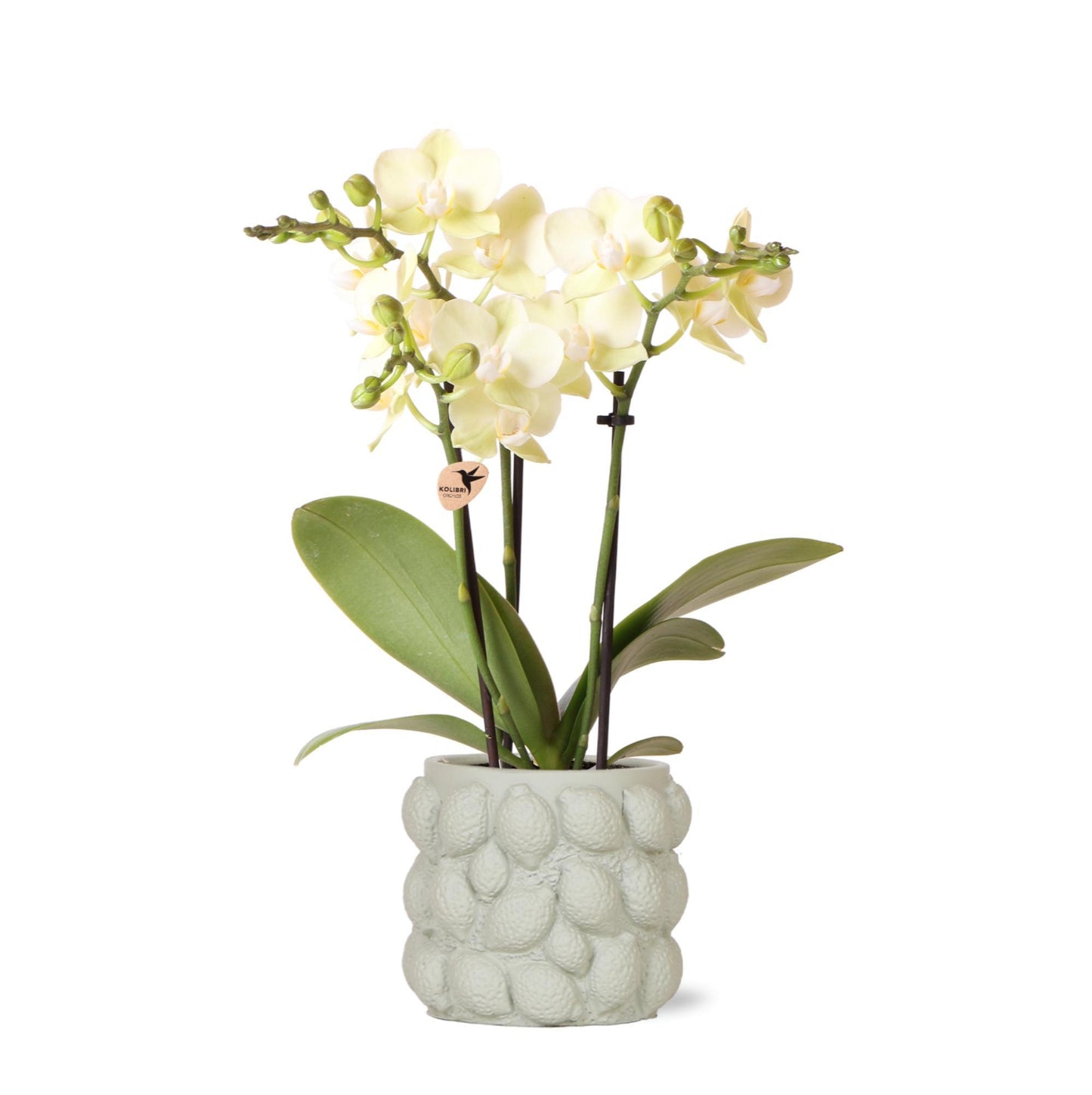 Gelbe Phalaenopsis-Orchidee - Mexiko + Citrus-Ziertopf grün - Topfgröße Ø9cm - 40cm hoch | blühende Zimmerpflanze im Blumentopf - frisch vom Züchter