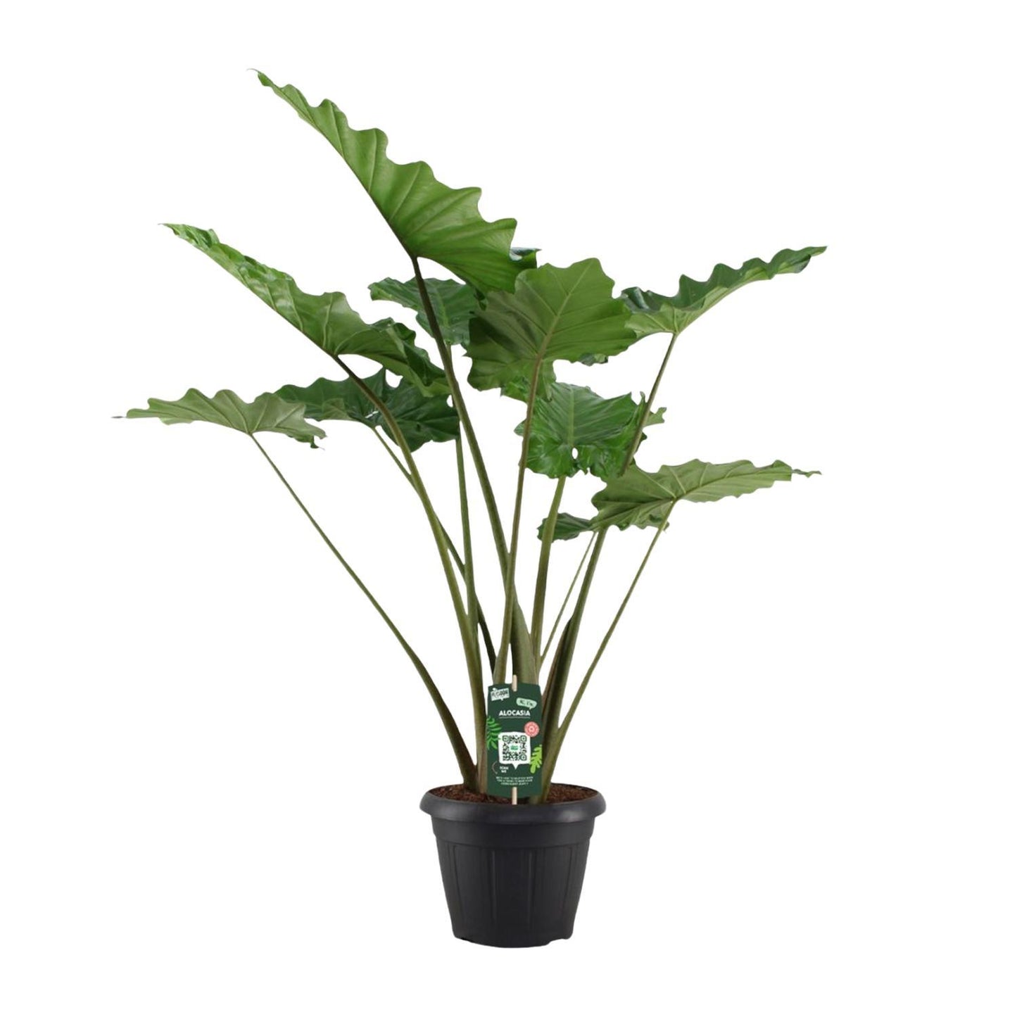 Alocasia Portodora - 140 cm - Ø34cm