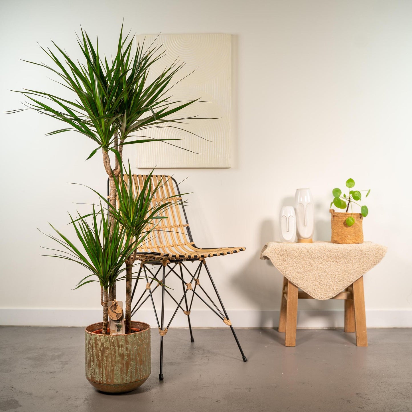 Dracaena mit Topf - ↨120cm - Ø21cm