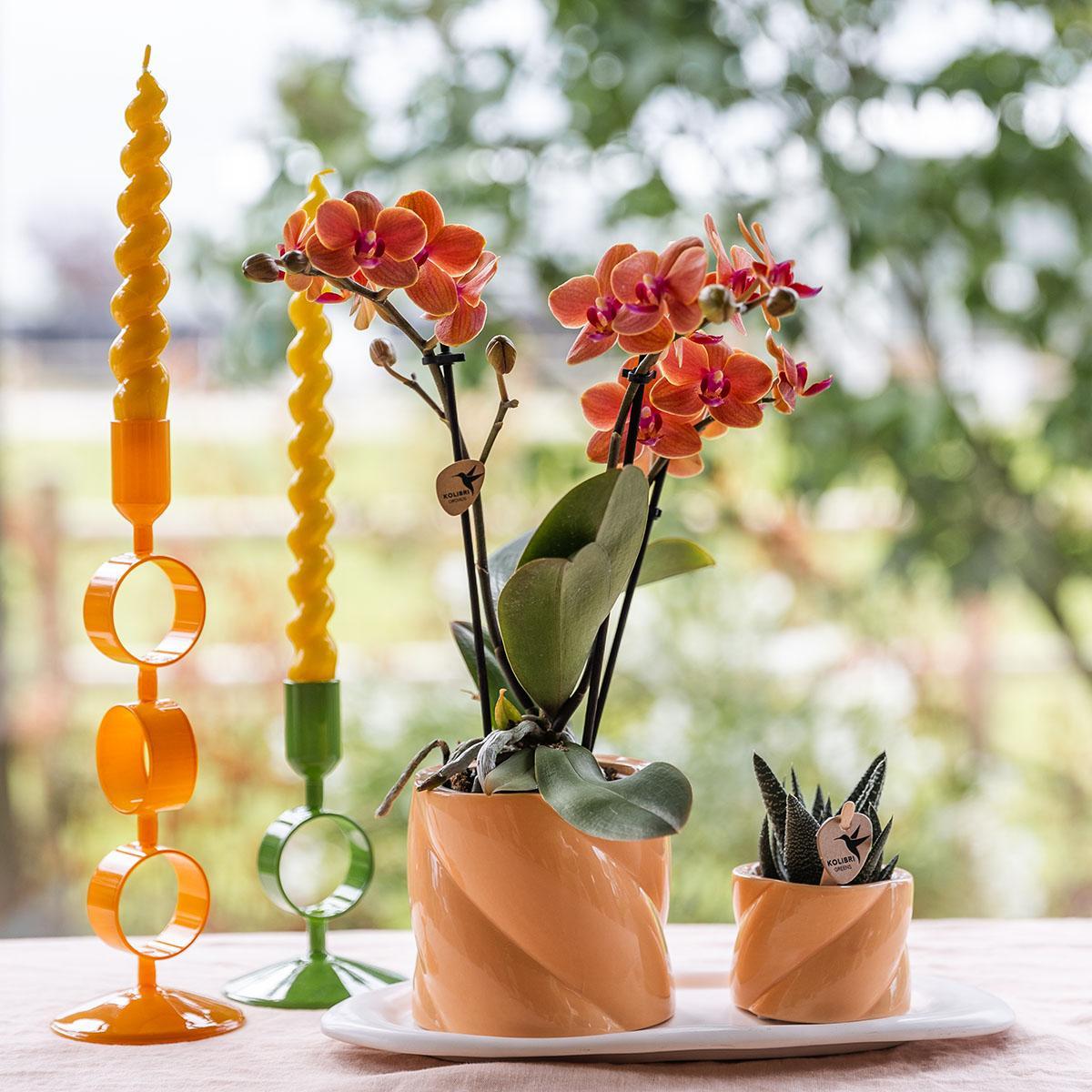 Kolibri Orchids | Geschenkset Optimismus kleiner Pfirsich | Grünpflanze mit orangefarbener Phalaenopsis-Orchidee in Candy-Ziertöpfen auf weißem Bio-Tablett