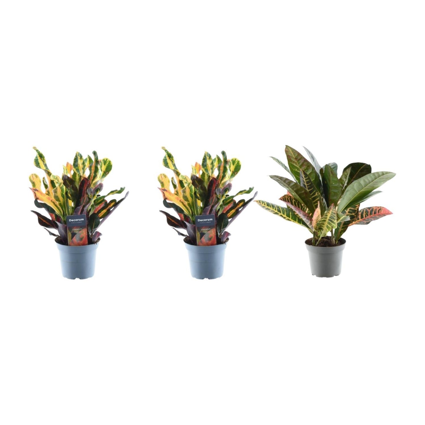 Croton Codiaeum Mix | 3er-Set Bunte Wunderstrauch | Tropische Zimmerpflanze | 30cm Höhe, ø12cm Topf