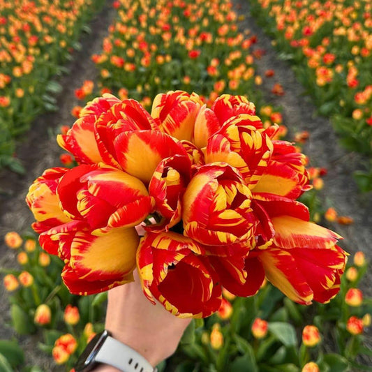 Flowerbulbs Amsterdam Banja Luka - 15 Premium Blumenzwiebeln, Größe 12+