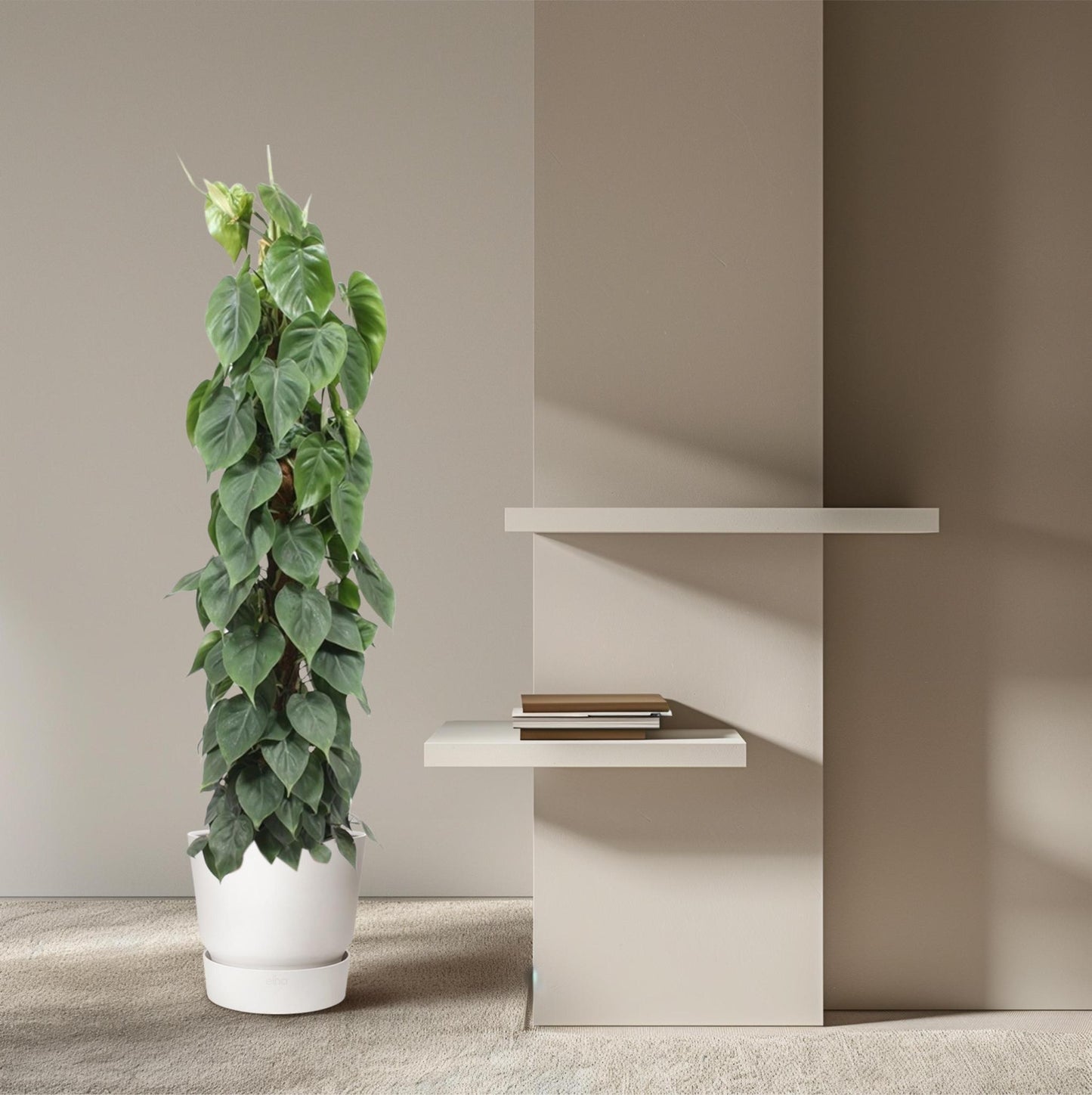 Philodendron Scandens – Eleganter Kletterphilodendron für grüne Akzente (150 cm Höhe, Ø 27 cm)