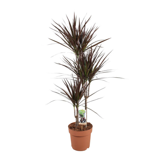 Dracaena Magenta - Ø21cm - ↕120cm