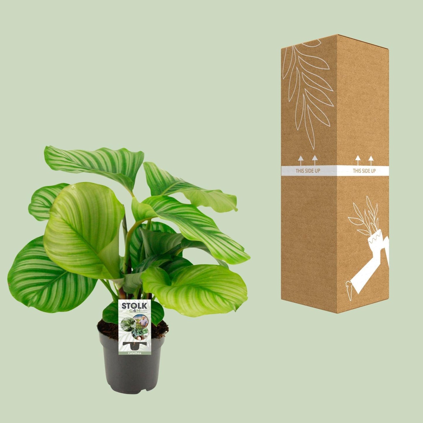 Calathea Orbifolia - 50 cm - Ø14 cm | Elegante Zimmerpflanze mit Großen, Gestreiften Blättern