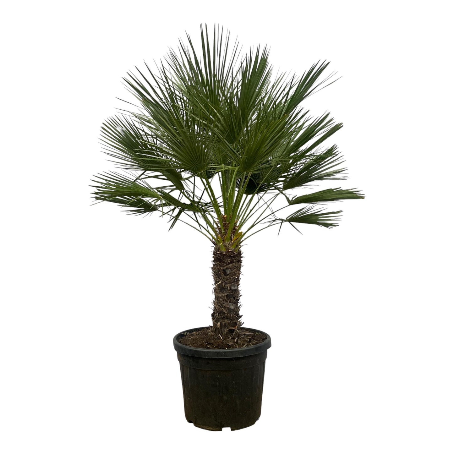 Chamaerops Humilis - 180 cm - Ø45cm