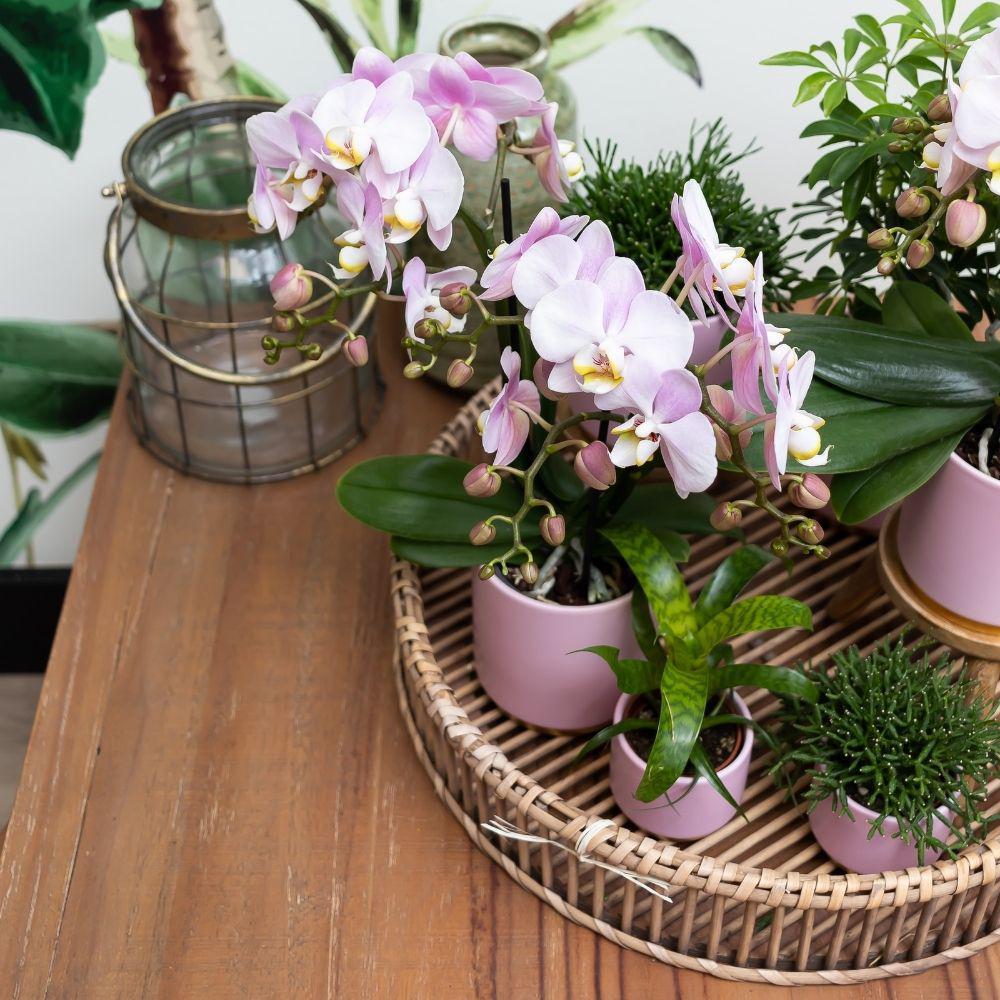 Komplettes Pflanzenset Goldfuß rosa | Grünes Pflanzenset mit rosa Phalaenopsis Orchidee und inkl. Keramik-Ziertöpfen und Zubehör